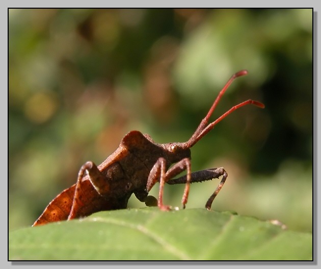 Coreus marginatus